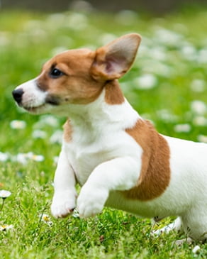 付帯施設：プライベートガーデン