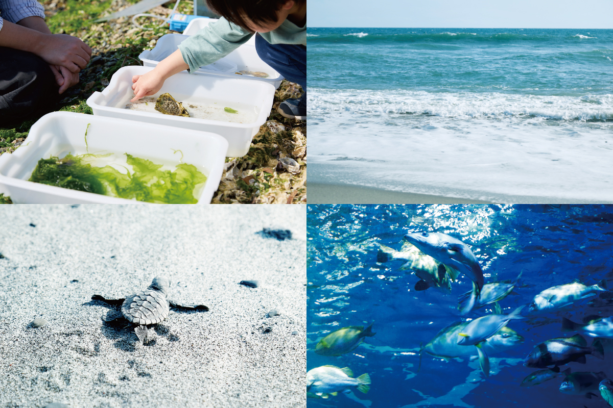 地域の自然環境と未来を考える 浜名湖周辺 生物観察
