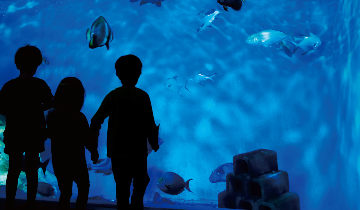 多彩な展示と楽しい体験で浜名湖周辺の水生生物を学ぶ